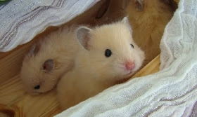Chuột Cảnh Hamster Bear cam-nang-cach-nuoi-cham-soc-hamster-bear-chuot-canh