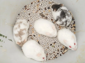 Chuột Cảnh Hamster Bò Sữa dòng Campell cam-nang-cach-nuoi-cham-soc-hamster-campell-chuot-canh