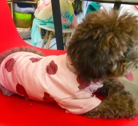 ÁO THUN GẤU PUPPY