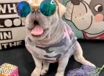 HƯỚNG DẪN CHỌN QUẦN ÁO CHO PET
