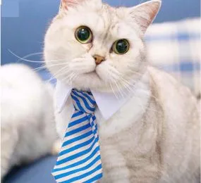 CÀ VẠT CHO PET