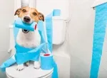 LÀM CÁCH NÀO ĐỂ CÚN YÊU NHÀ BẠN ĐI VỆ SINH ĐÚNG CHỔ