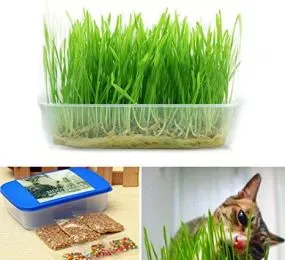 BỘ GIEO CỎ MÈO HỖ TRỢ TIÊU HÓA