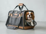 Tiêu Chuẩn Thiết Kế Túi Vận Chuyển Pet: Thông Gió, An Toàn, Tiện Lợi Cho Pet & Owner
